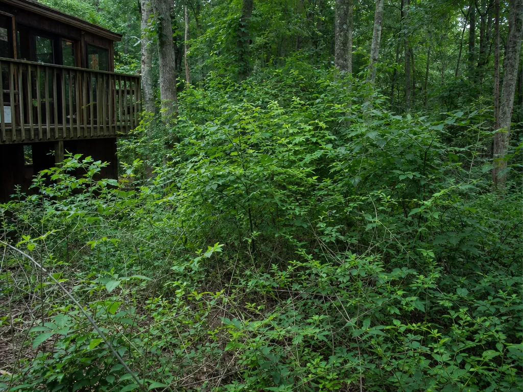 Day 1: a wooded property line behind a home choked with brush, vines and low branches