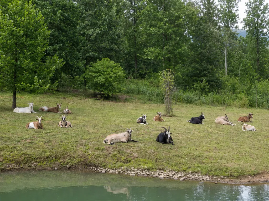 Day 5: the same common area and pond bank grazed open with goats resting near the fence