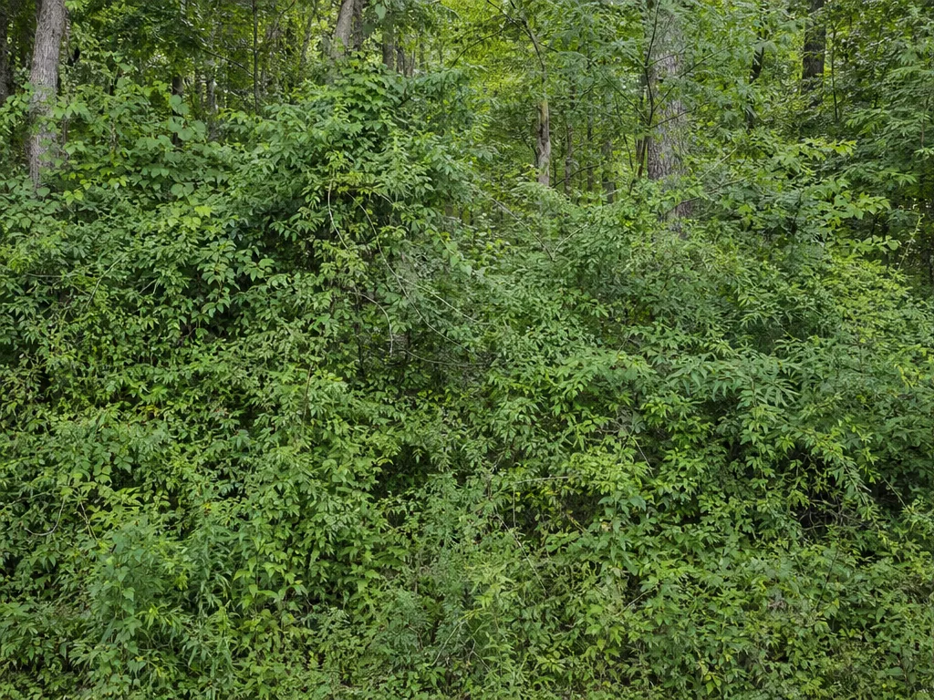 Day 1: a wooded field edge choked with privet, multiflora rose and tangled vines