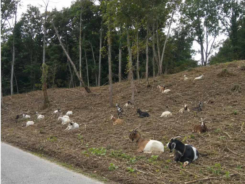 Day 5: the same hillside grazed down to bare vines and soil with goats resting in the shade