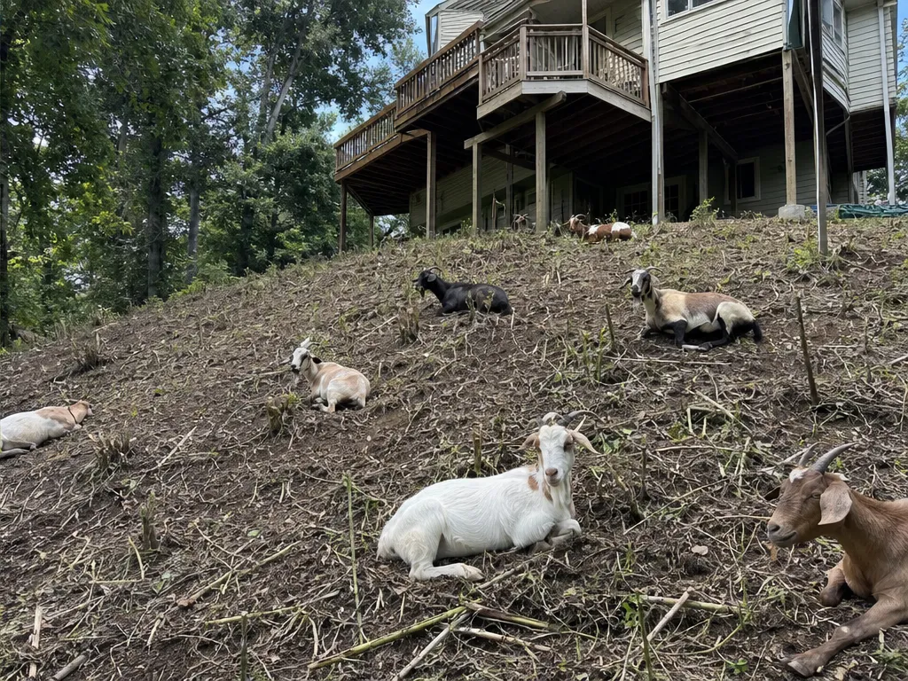 Day 5: the same slope grazed down to low stems and intact ground cover with goats resting near the top
